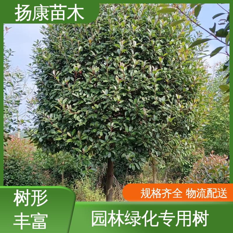 扬康苗木 基地供应 小楠 庭院小区绿化造景树 造型优美 易成活