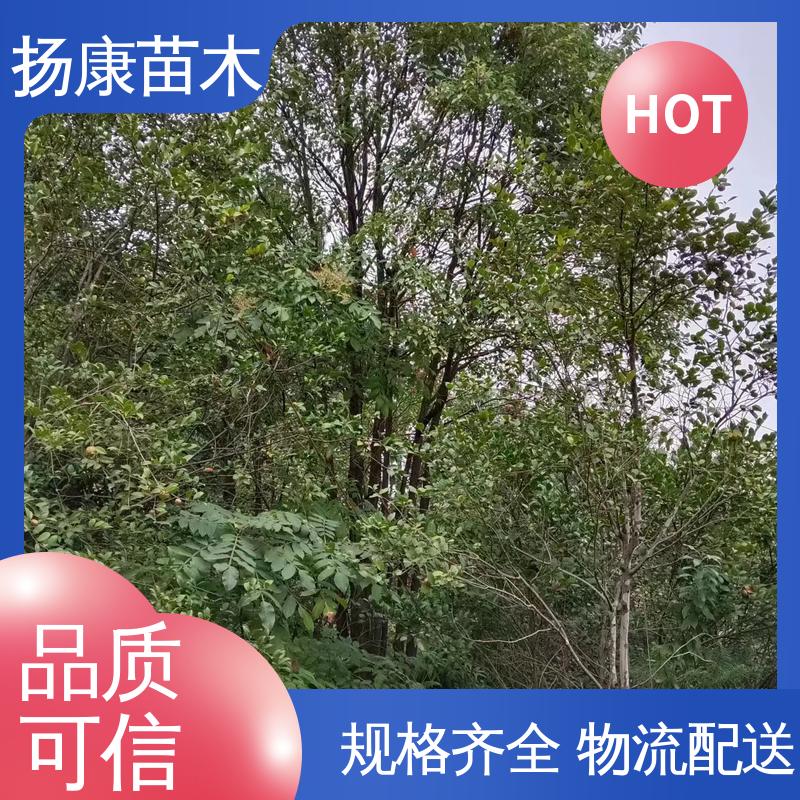 扬康苗木 丛生香樟苗 园林绿化专用树 适用性强 规格齐全