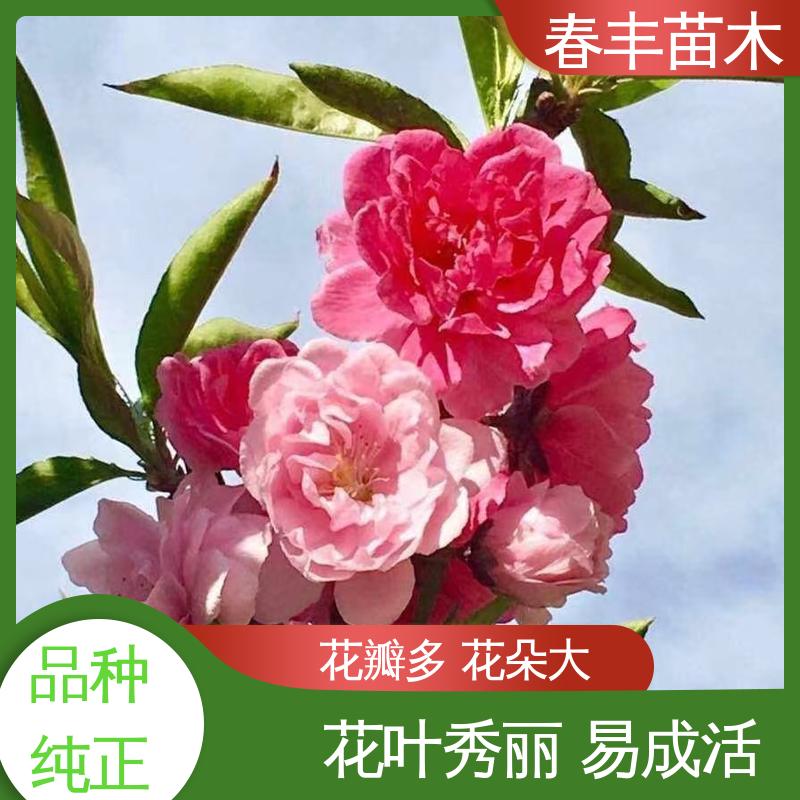 春丰苗木 基地供应 龙柱碧桃6-8公分 移栽种植 高存活率