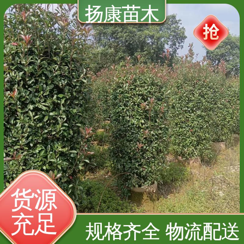 扬康苗木 基地供应 红叶石楠球 园林庭院造景植物 高端大气美观