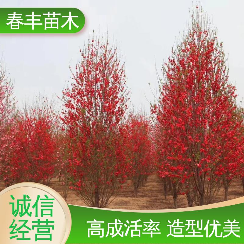 春丰苗木 基地现挖 绛桃6-8公分 包装好 成活率高