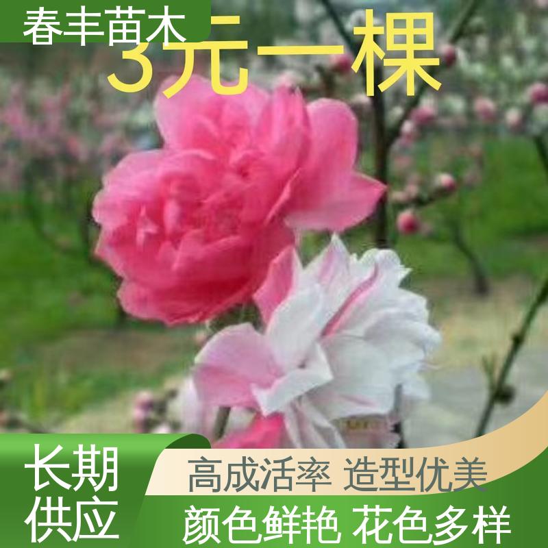 春丰苗木 基地供应 簪粉30元打土球上车 成活率高 适应性强