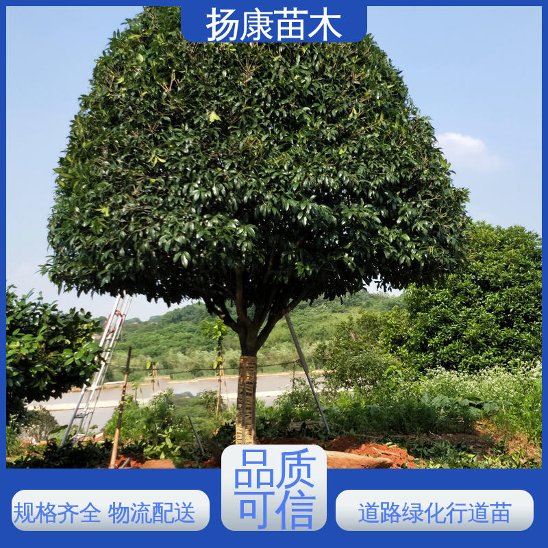 扬康苗木 基地供应 30公分香樟 庭院小区绿化造景树 环境适应性强