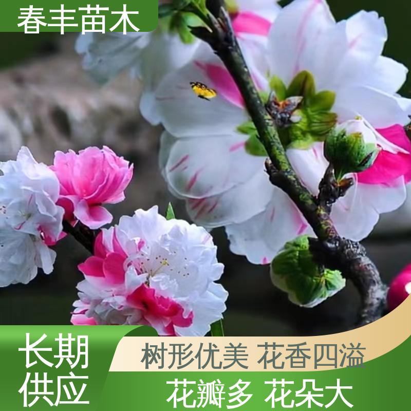 春丰苗木 基地供应 白碧桃50元上车价 颜色鲜艳 花色多样