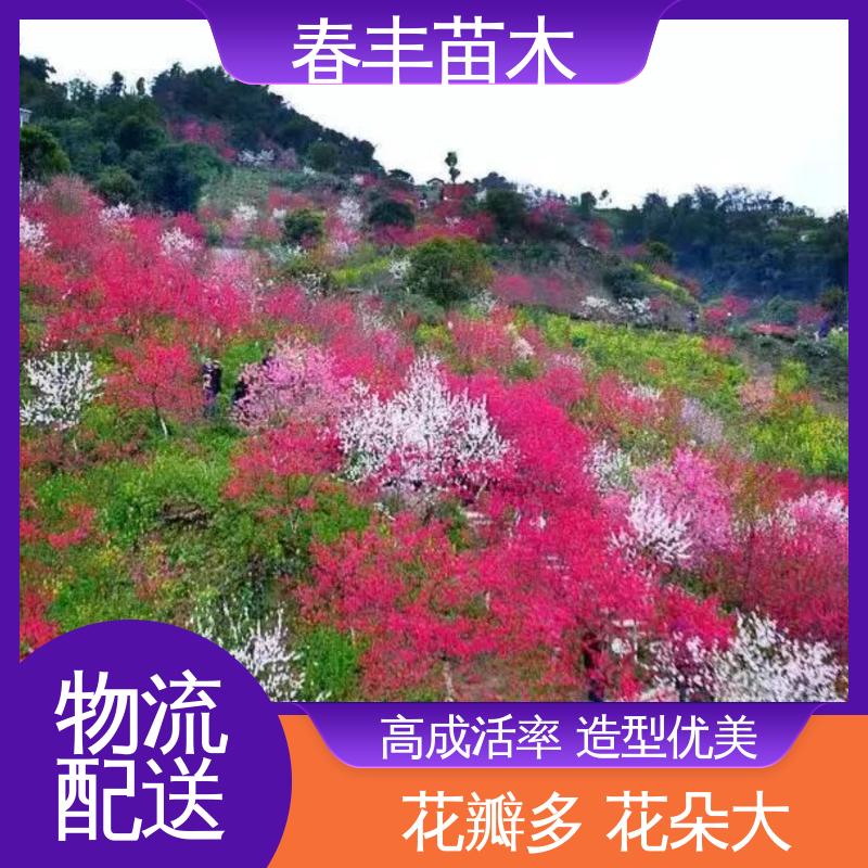 春丰苗木 观赏桃苗批发零售 公园景区装饰绿植 花色艳丽动人