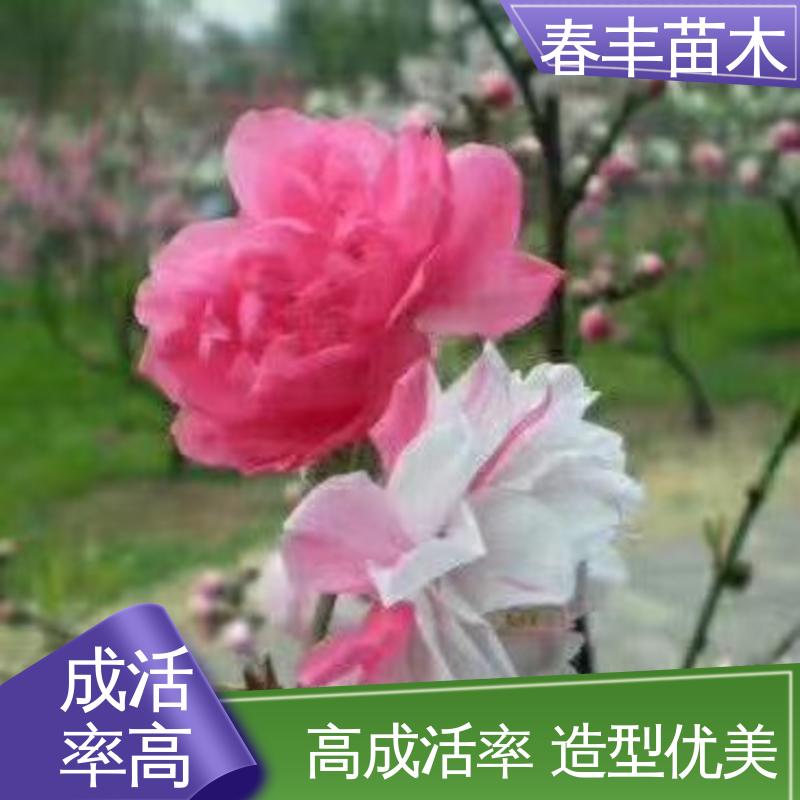 春丰苗木 桃花树苗批发生产 园林庭院造景植物 花色艳丽动人
