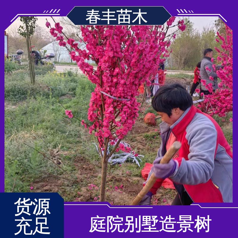 春丰苗木 找桃树苗生产 工程绿化 美化环境 移栽种植 高存活率