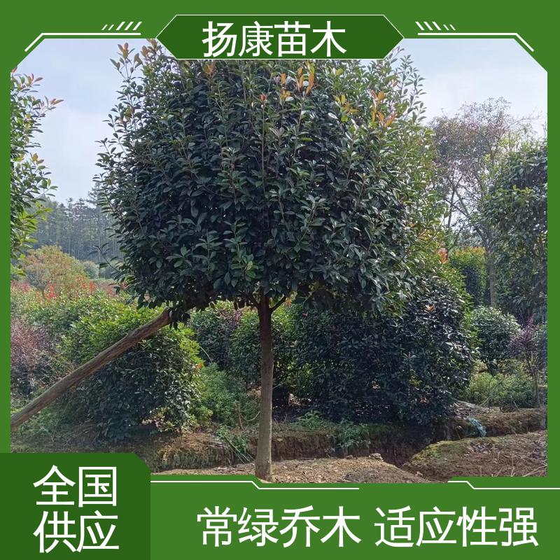扬康苗木 红叶石楠树 庭院小区绿化造景树 高成活率 规格齐全