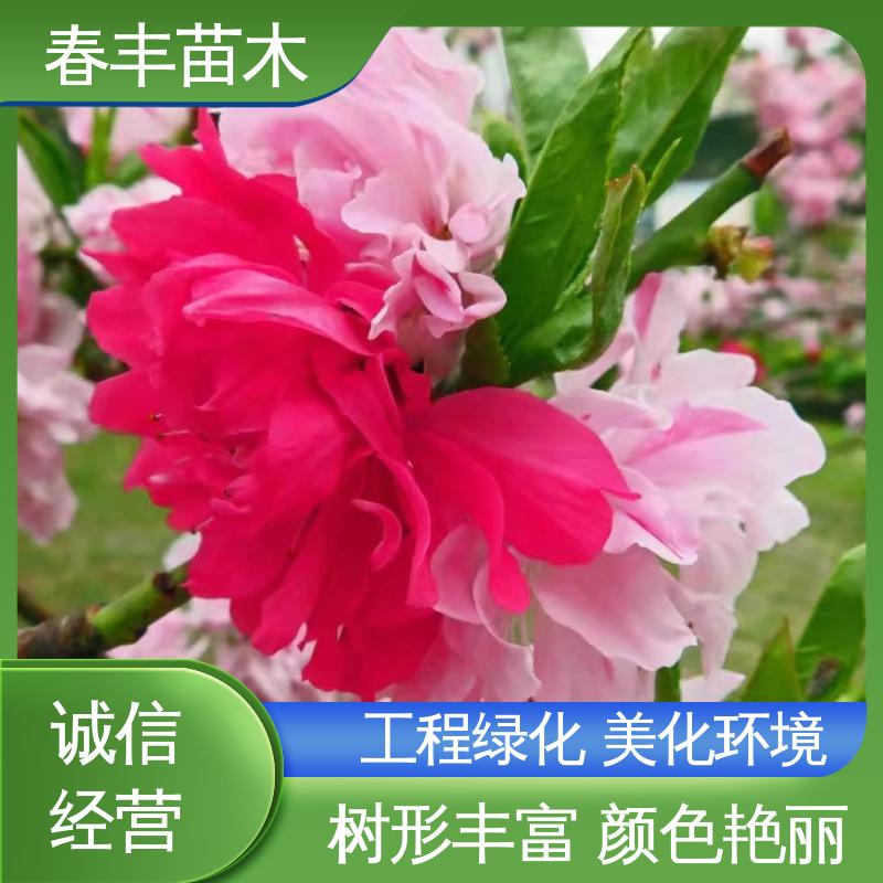 春丰苗木 基地现挖 山碧桃40元装车 花色艳丽动人