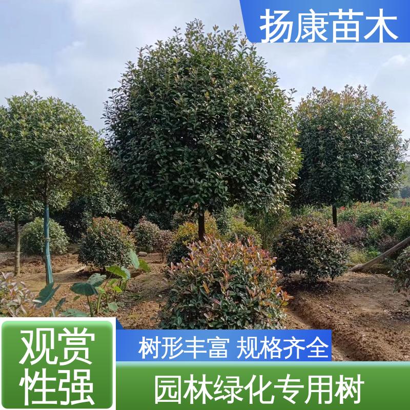 扬康苗木 红叶石楠球 城市景观绿化树 精致美丽 易成活