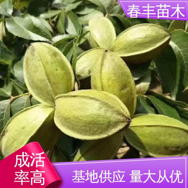 春丰苗木 苗碧根果专业育苗 高产出 可孤植 丛植