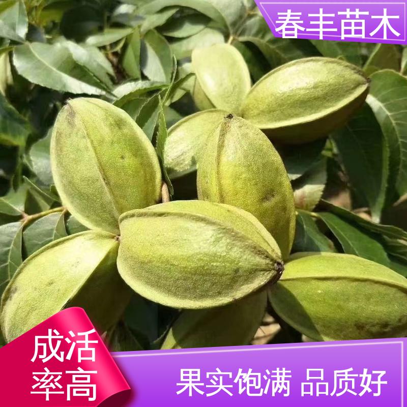 春丰苗木 碧根果杯苗1-3年 多品种 高成活率 货源充足