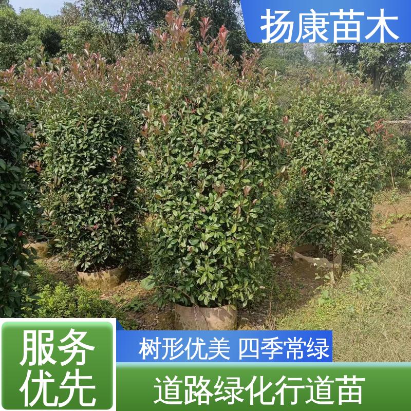 扬康苗木 红叶南栓 园林绿化工程设计 枝叶紧密 美丽多姿