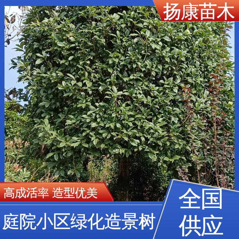 扬康苗木 香樟批发 园林庭院造景植物 适用性强 规格齐全