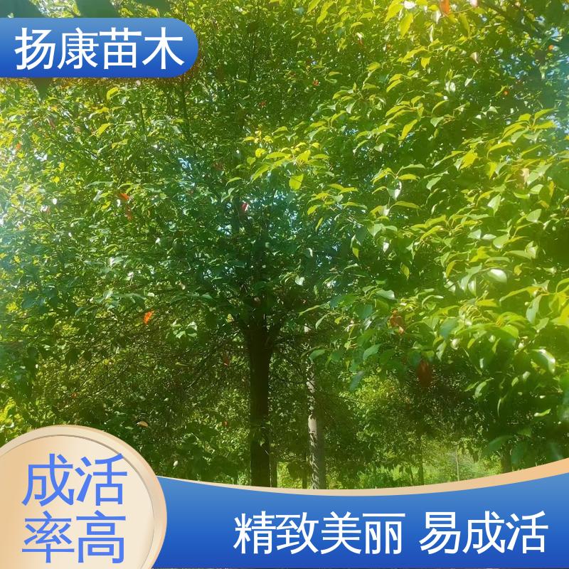 扬康苗木 20公分香樟 道路绿化行道苗 造型优美 易成活