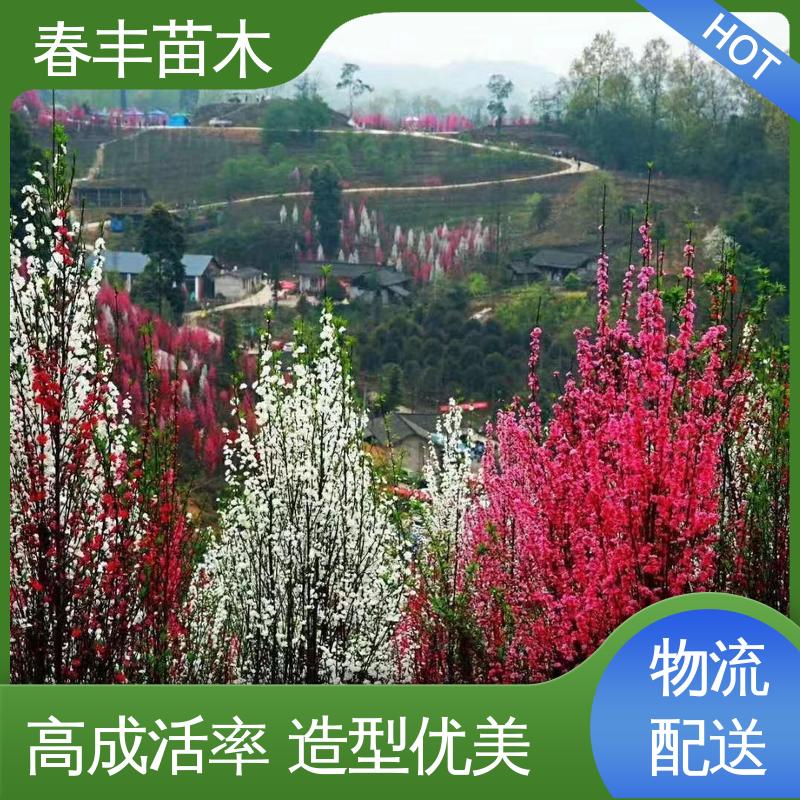 春丰苗木 基地供应 紫叶桃5-9公分 花色艳丽动人