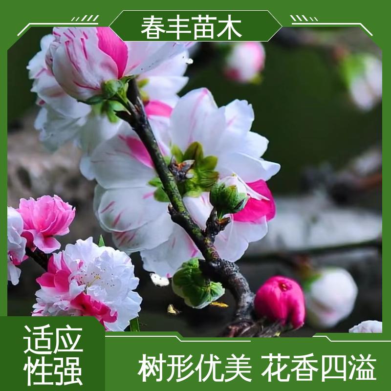 春丰苗木 基地供应 龙珠碧桃50元上车价 花瓣多 花朵大 