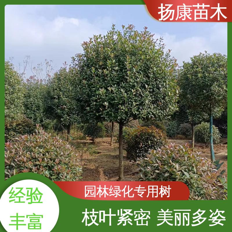 扬康苗木 基地供应 小楠 园林绿化专用树 造型优美 易成活