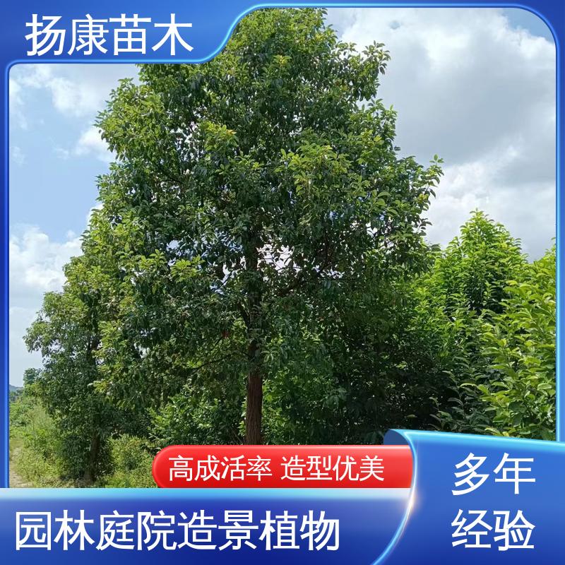 扬康苗木 基地供应 香樟批发 园林庭院造景植物 造型优美 易成活