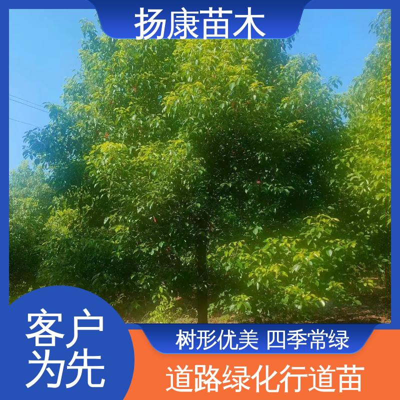 扬康苗木 基地供应 丛生香樟苗 园林绿化工程设计 高成活率 规格齐全