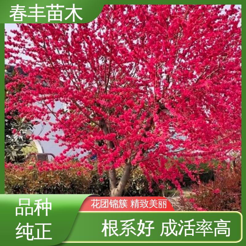 春丰苗木 观赏桃树生产 园林庭院造景植物 成活率高 适应性强