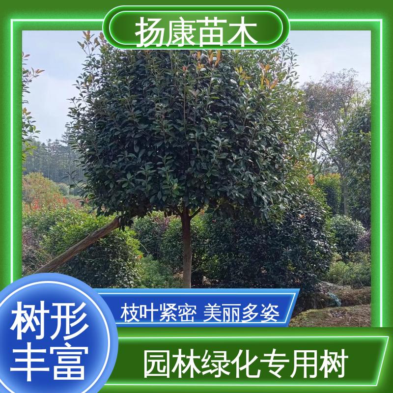 扬康苗木 红叶石楠球 绿化工程专用苗 观赏价值高