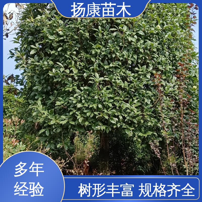 扬康苗木 香樟批发 绿化工程改造苗 精致美丽 易成活