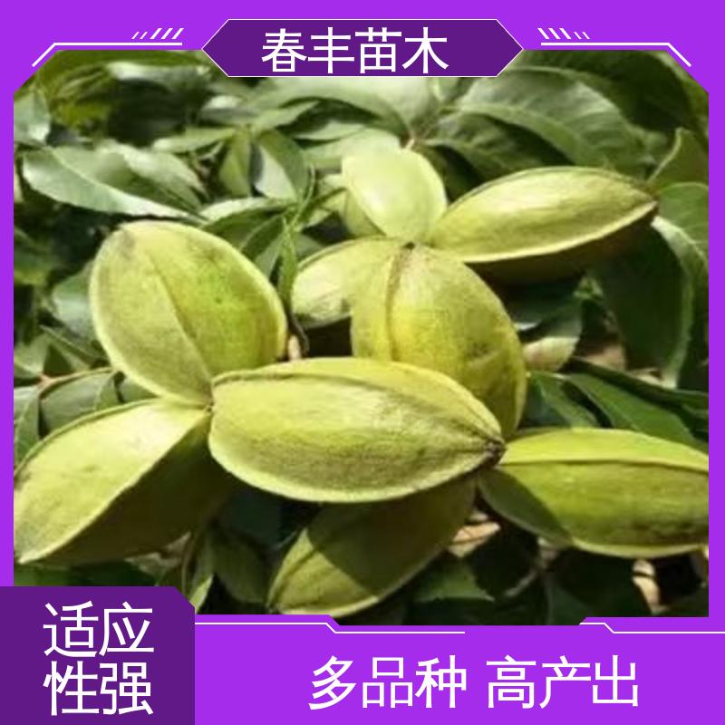 春丰苗木 美国山核桃杯苗基地生产 产量高 盆栽地栽 效果佳