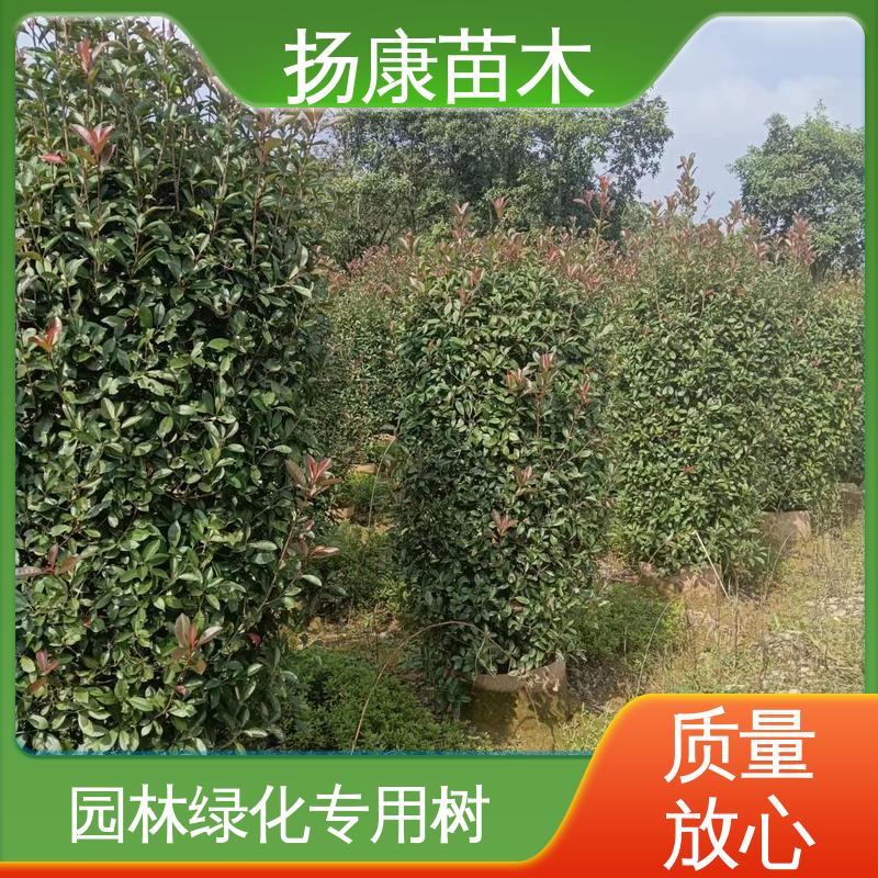 扬康苗木 红叶石楠树 园林庭院造景植物 高成活率 规格齐全
