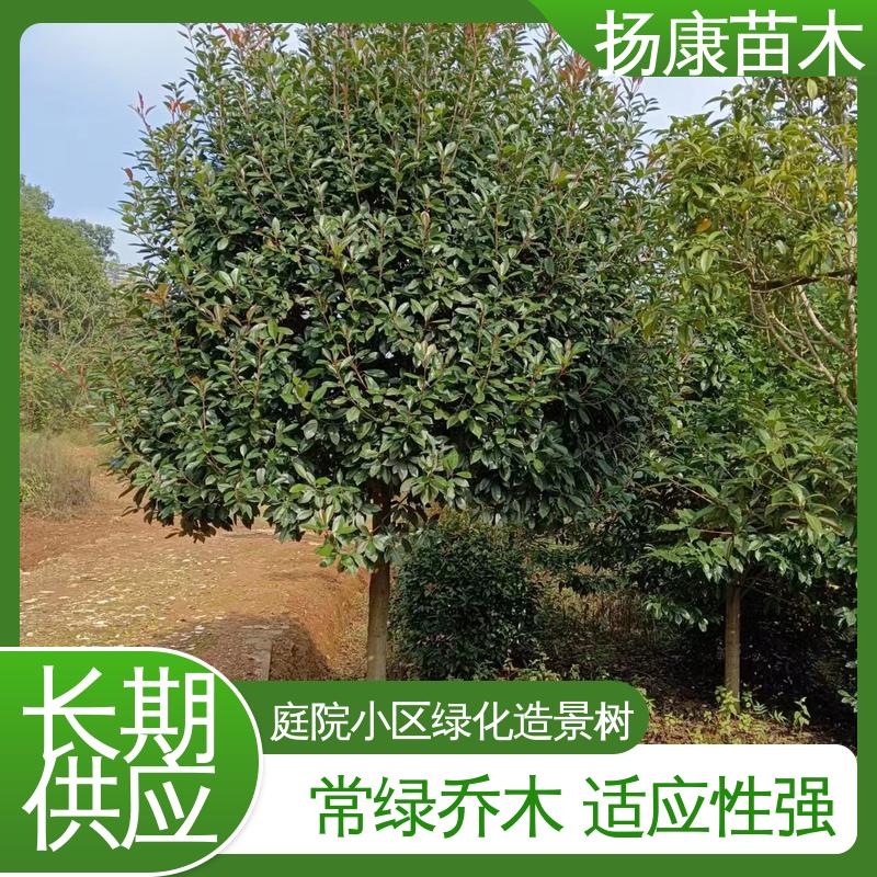 扬康苗木 基地供应 红叶石楠 园区道路绿化苗 造型优美 易成活