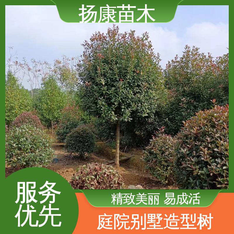 扬康苗木 红叶石楠树 绿化工程改造苗 环境适应性强