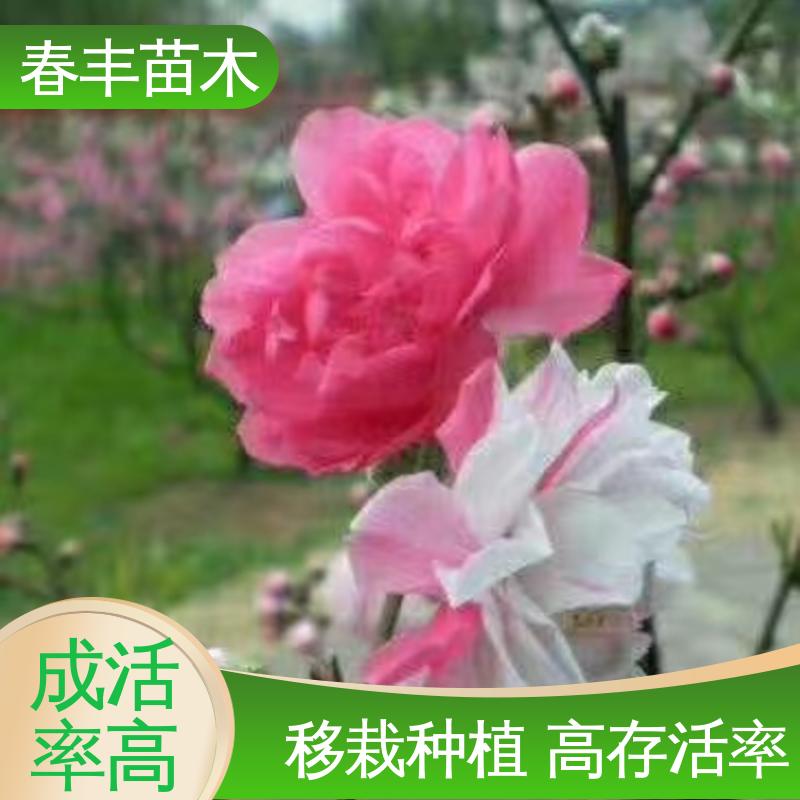 春丰苗木 基地供应 龙柱碧桃30元打土球上车 成活率高 适应性强