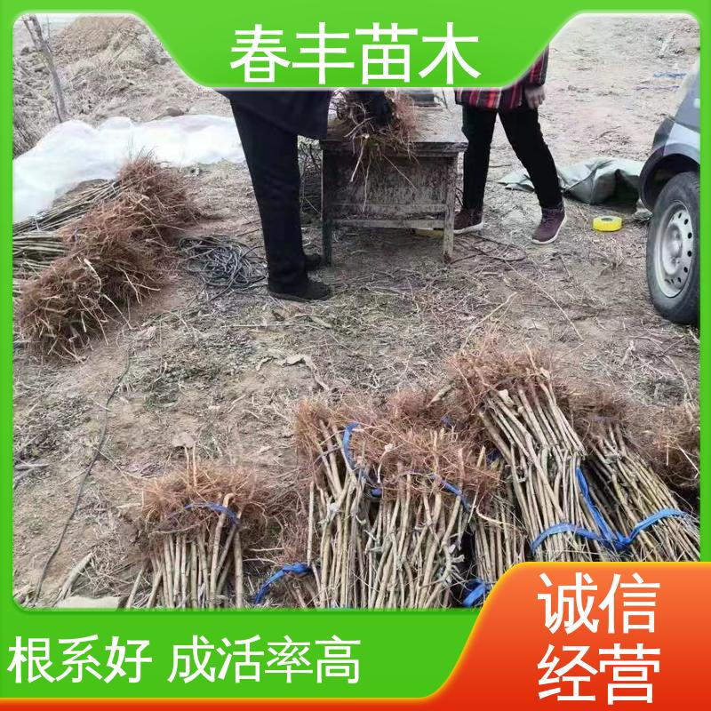 春丰苗木 观赏桃苗批发零售 树形丰富 花香四溢 颜色鲜艳 花色多样