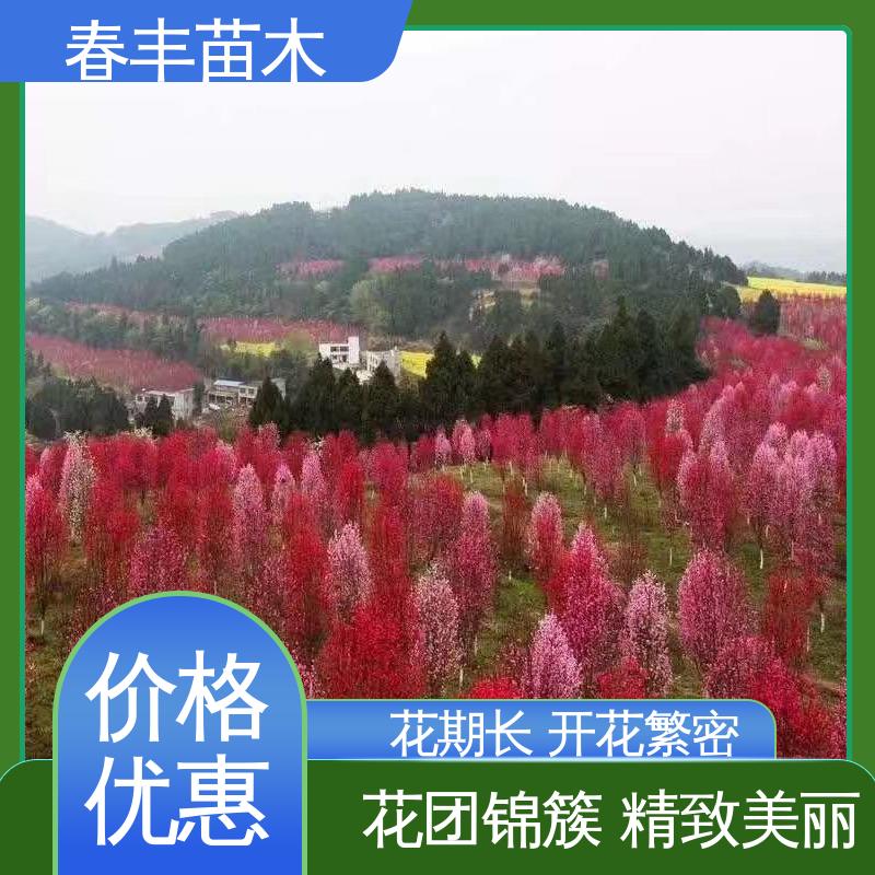 春丰苗木 基地供应 品虹桃 8-10公分 花瓣多 花朵大 