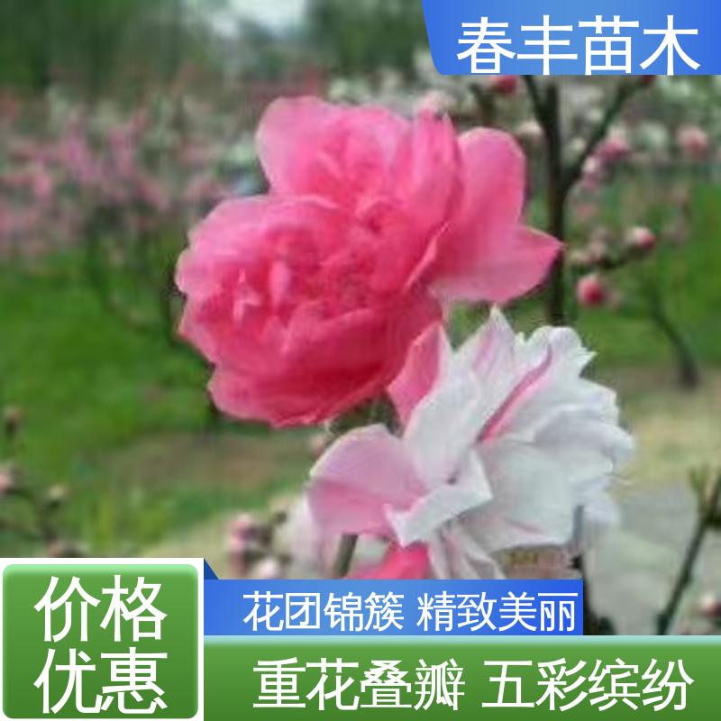 春丰苗木 基地供应 垂枝桃花6-8公分 花叶秀丽 易成活