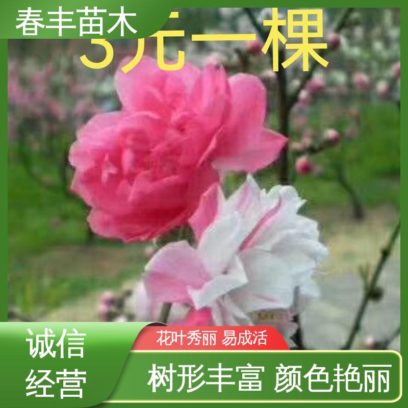 春丰苗木 基地供应 鸳鸯桃5-9公分 质量合格 一条龙培育