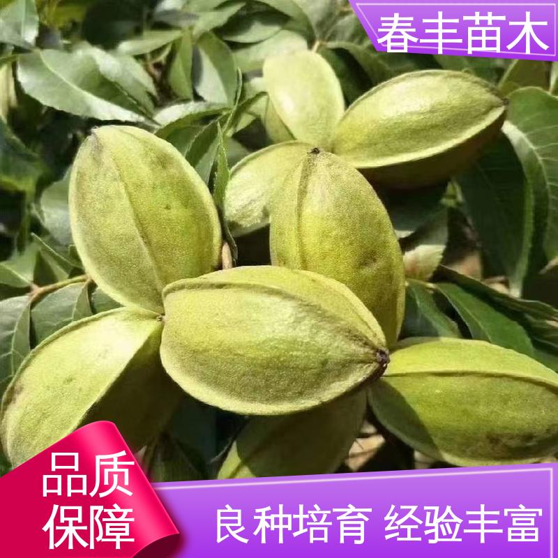 春丰苗木 碧根果苗1米高 良种培育 果材兼用 易成活
