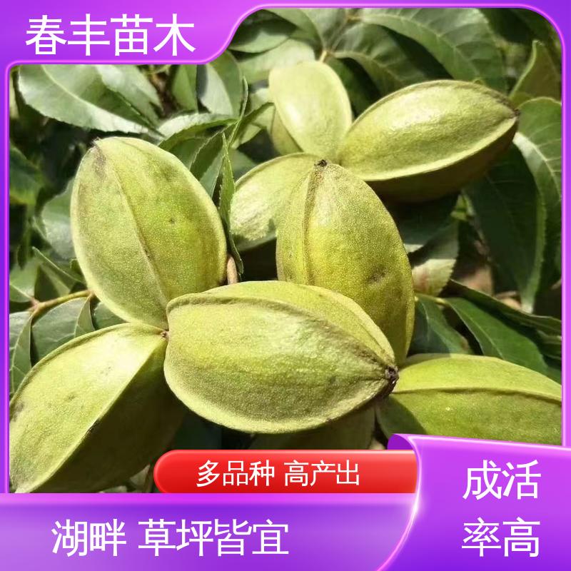 春丰苗木 美国山核桃杯装苗2元批零销售 多品种 盆栽地栽 效果佳