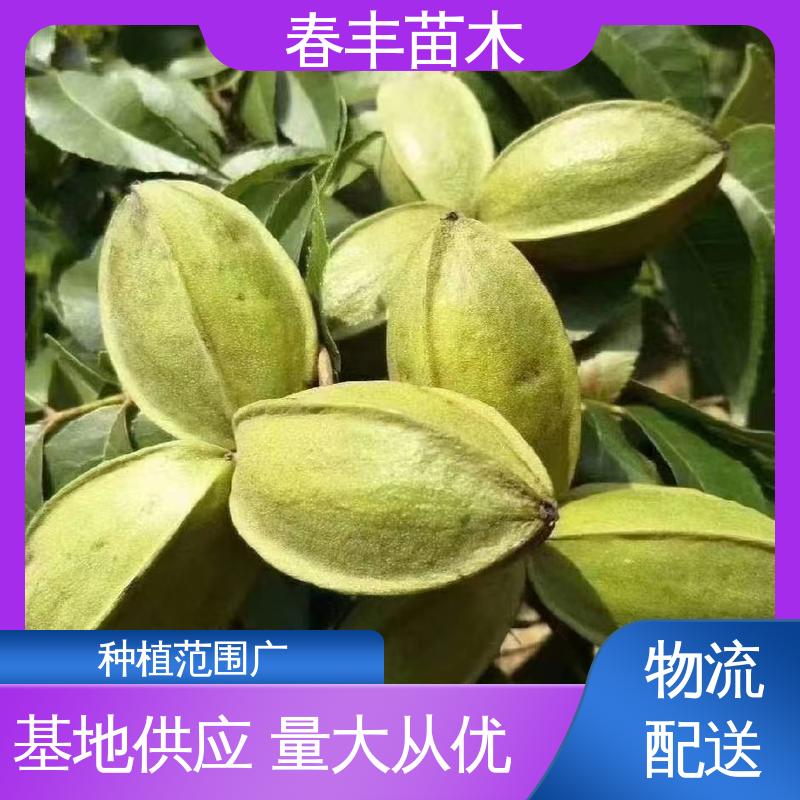 春丰苗木 美国核桃树1-3年 产量高 高成活率 货源充足