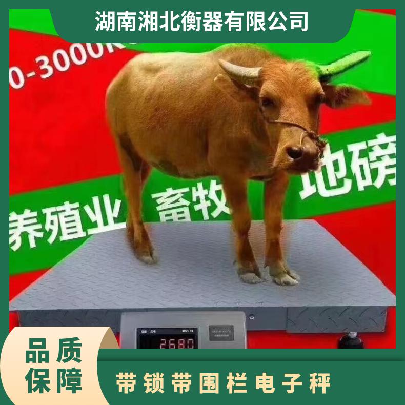 带锁围栏电子秤 桥式结构自动复位 1吨动物地磅带栏杆电子称