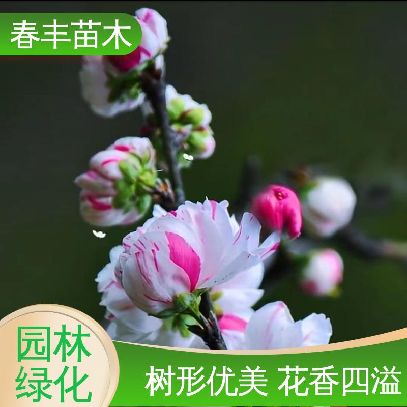 春丰苗木 基地现挖 品虹桃 8-10公分 成活率高 适应性强