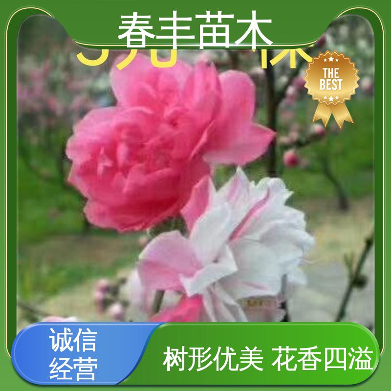 春丰苗木 基地供应 菊花碧桃40元装车 移栽种植 高存活率
