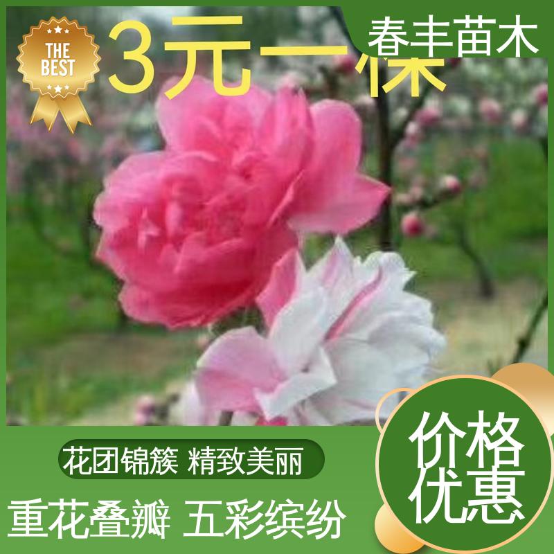 春丰苗木 基地供应 罩手桃50元上车价 颜色鲜艳 花色多样