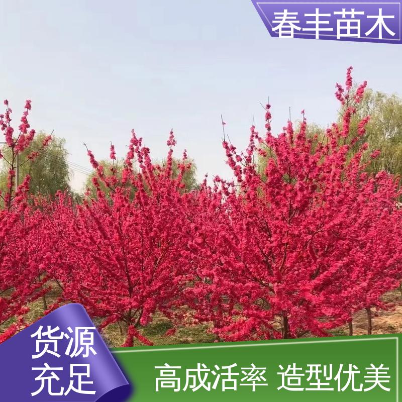 春丰苗木 基地现挖 品虹桃树6-8公分 花色艳丽动人