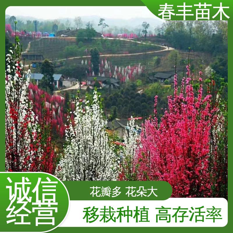 春丰苗木 基地现挖 品霞桃5-9公分 重花叠瓣 效果佳