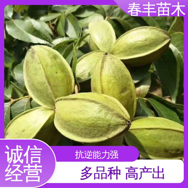 春丰苗木 美国山核桃杯苗1-3年 果实饱满 规格齐全 物流配送