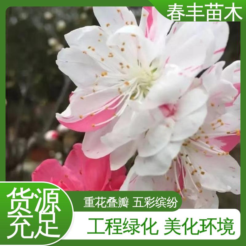 春丰苗木 基地现挖 撒金碧桃5-9公分 移栽种植 高存活率