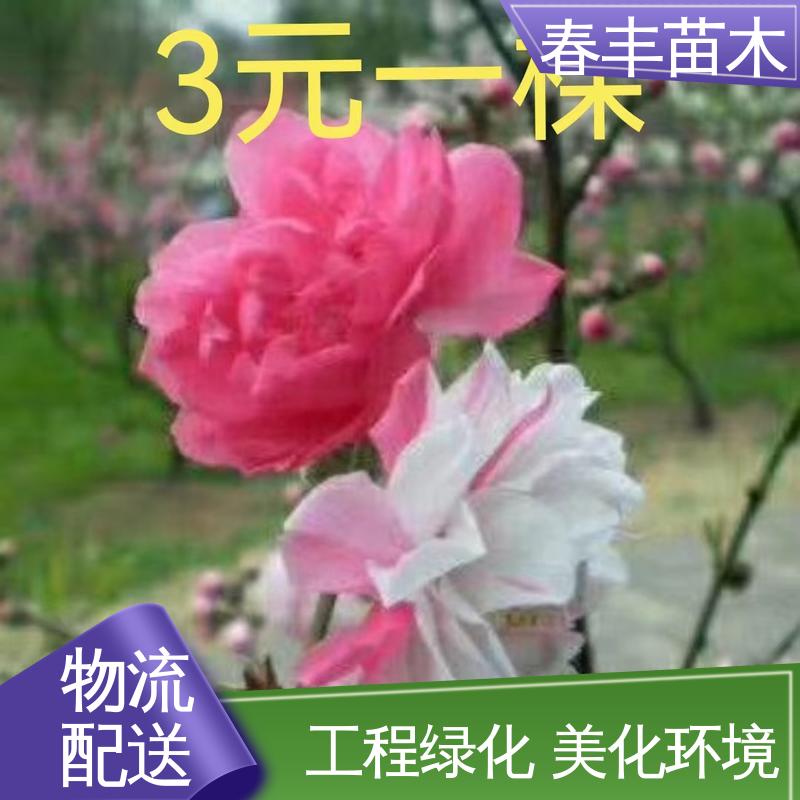 春丰苗木 基地供应 粉菊花桃30元打土球上车 包装好 成活率高