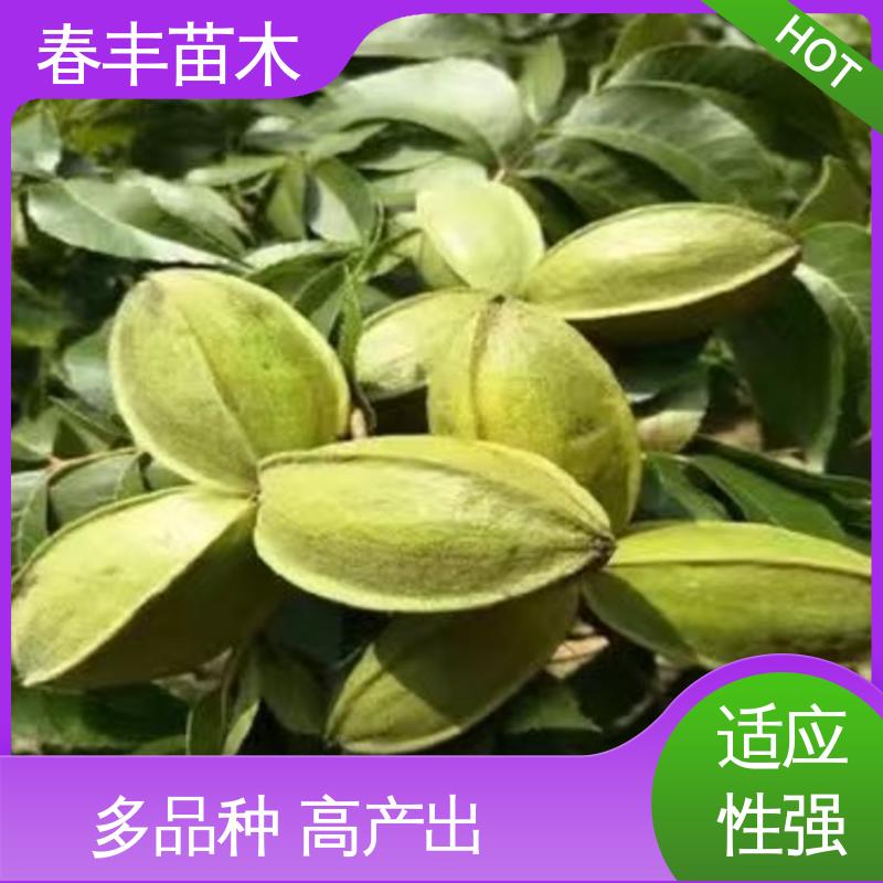 春丰苗木 碧根果树树苗3元一株 果实含油量高 高成活率 货源充足