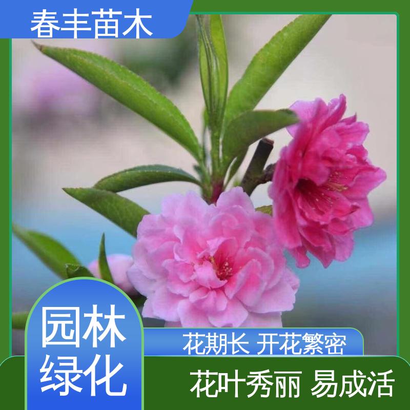 春丰苗木 基地现挖 粉碧桃40元装车 规格齐全 品种纯正